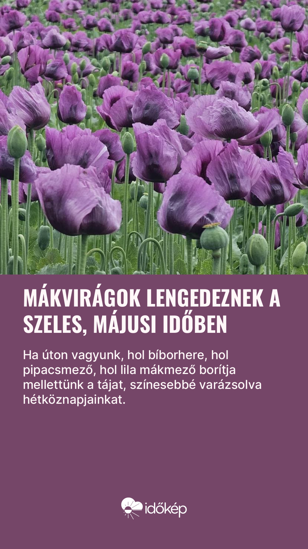 Mákvirágok lengedeznek a szeles, májusi időben