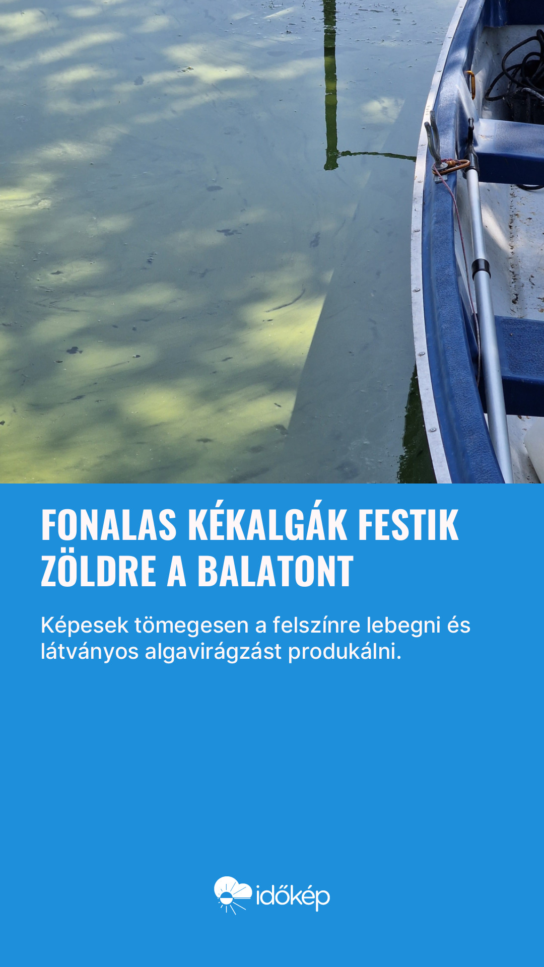 Fonalas kékalgák festik zöldre a Balatont