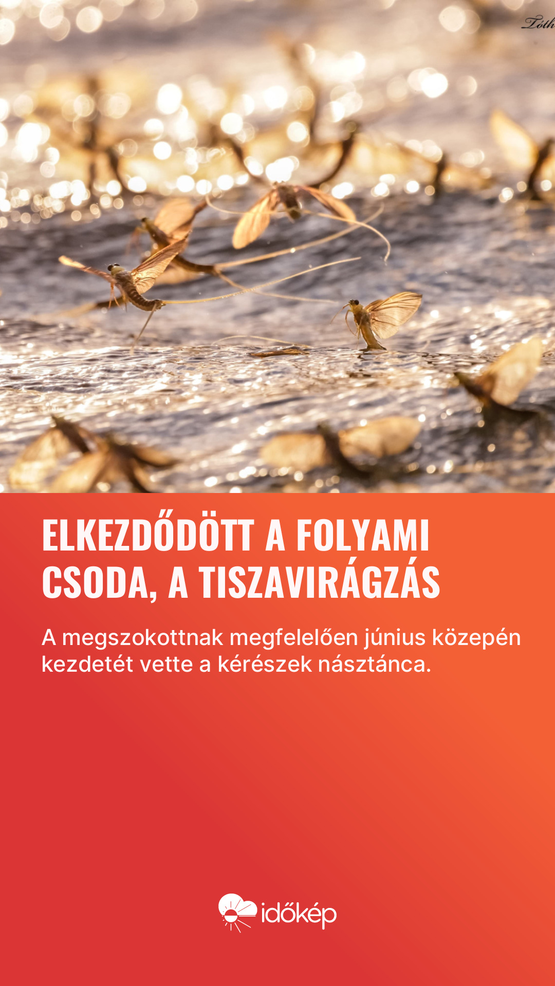 Elkezdődött a folyami csoda, a tiszavirágzás