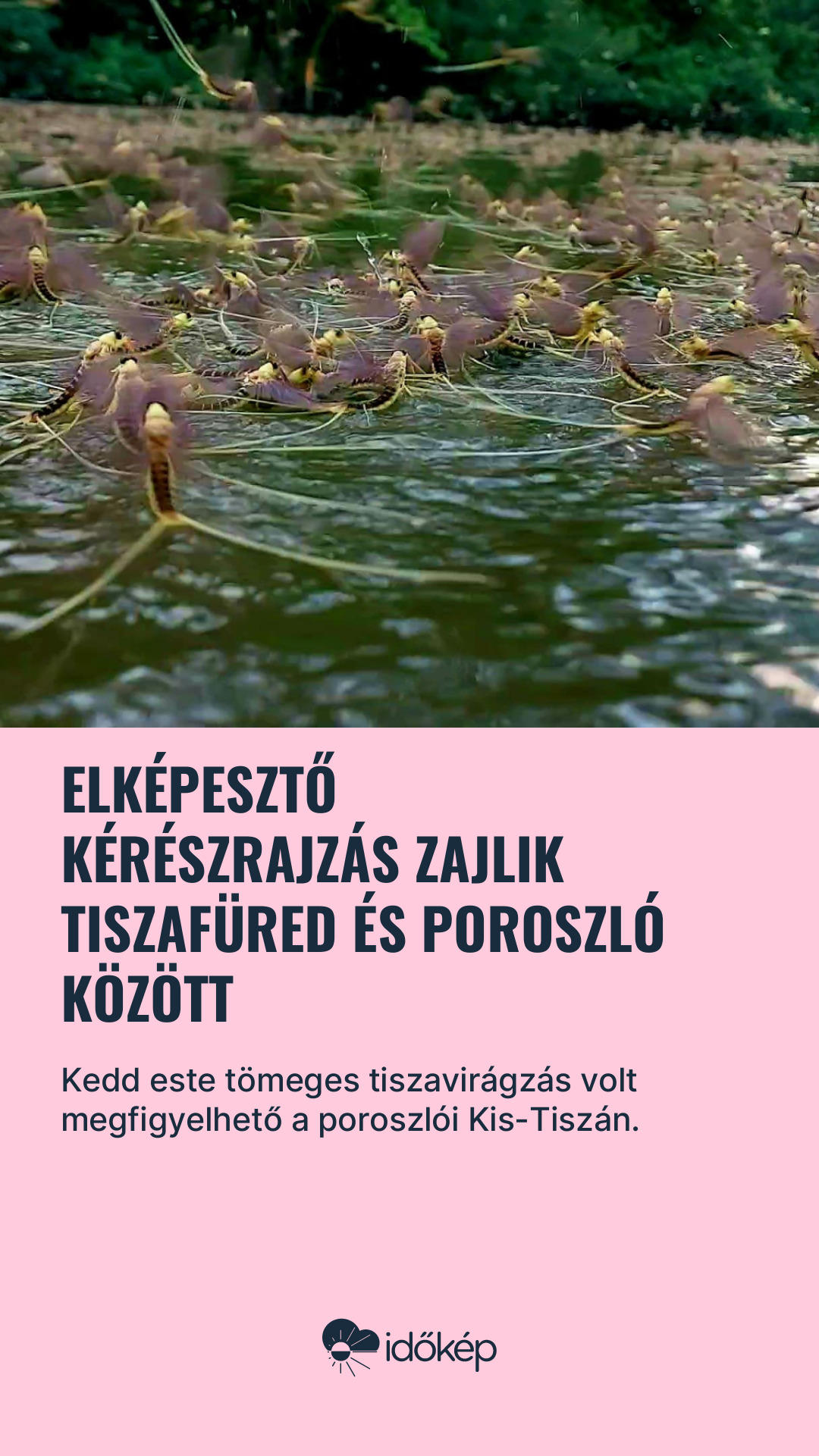 Elképesztő kérészrajzás zajlik Tiszafüred és Poroszló között