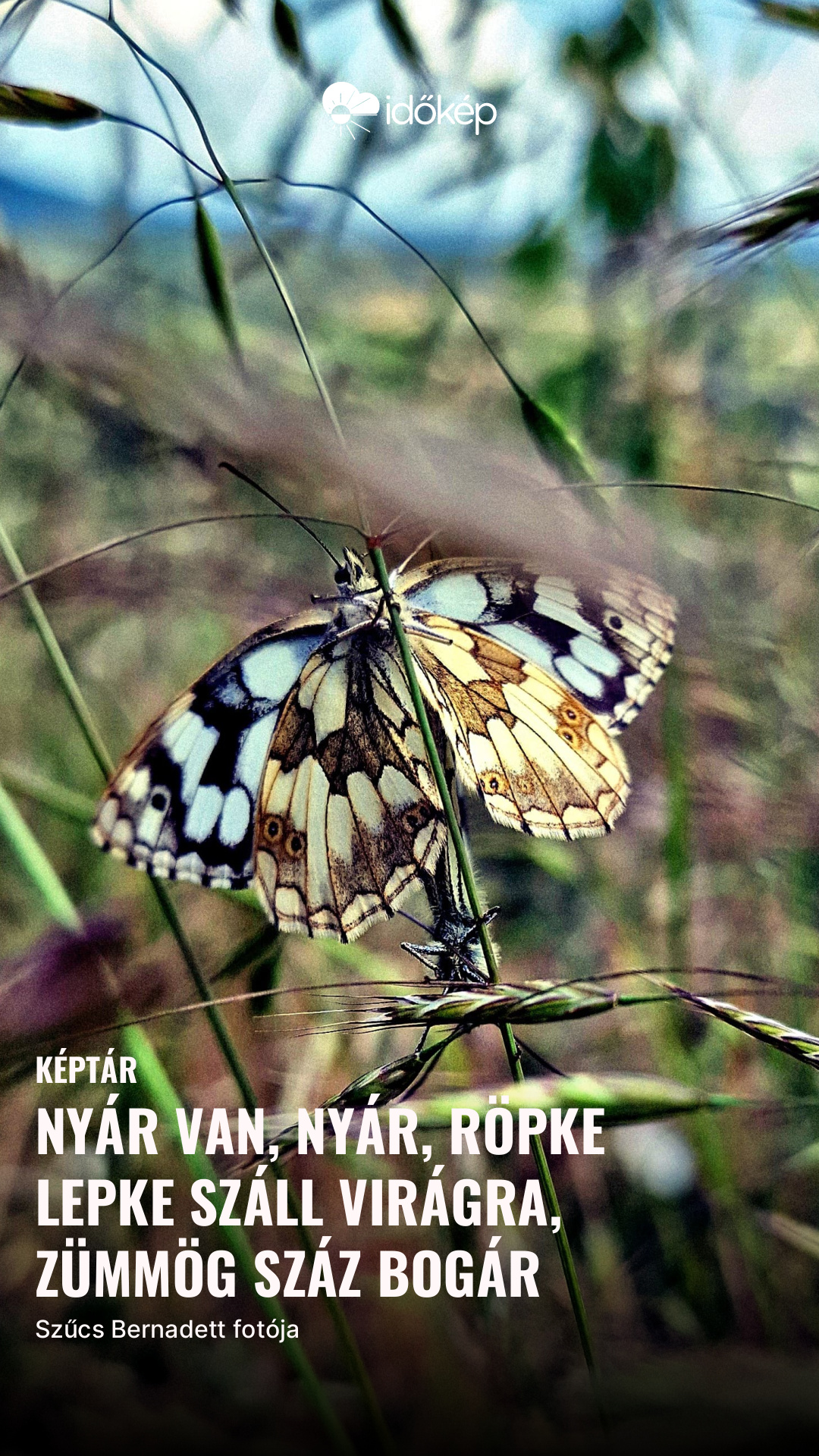 Nyár van, nyár, röpke lepke száll virágra, zümmög száz bogár