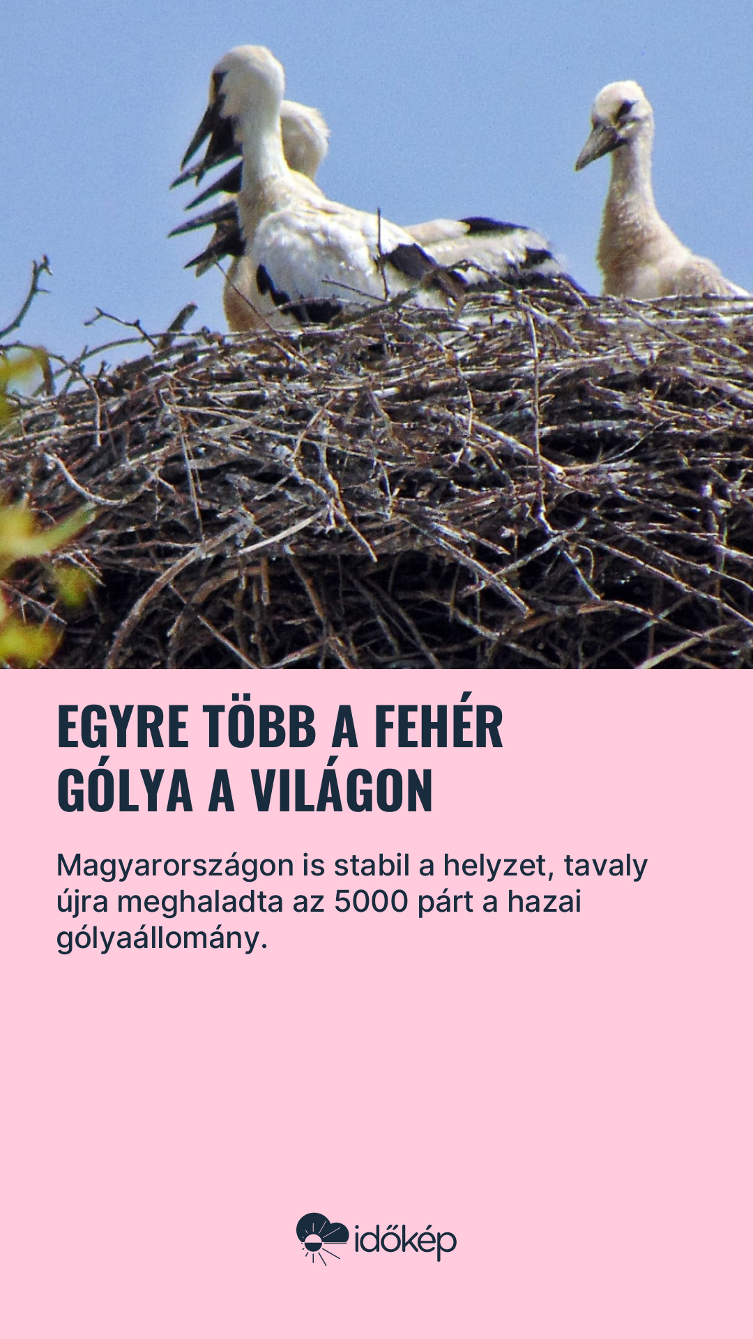 Egyre több a fehér gólya a világon