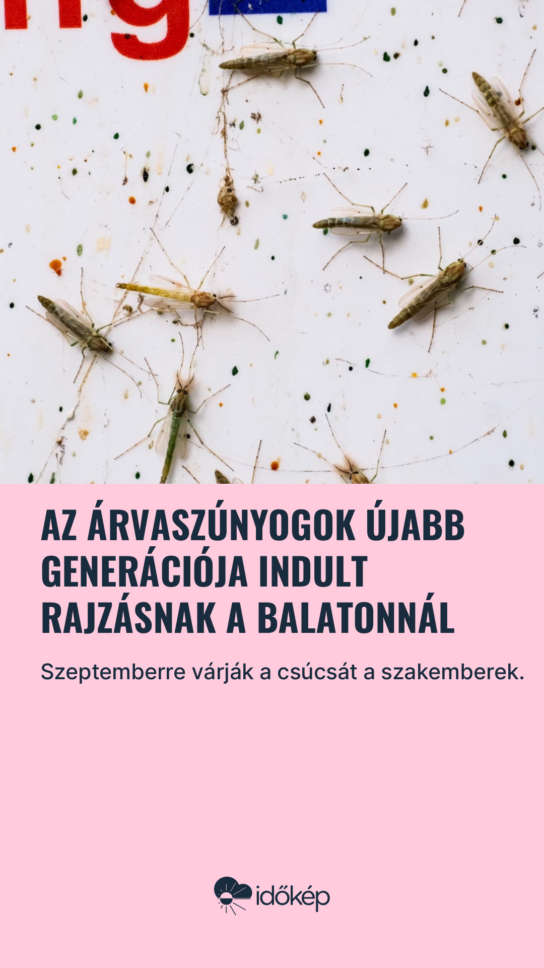 Az árvaszúnyogok újabb generációja indult rajzásnak a Balatonnál