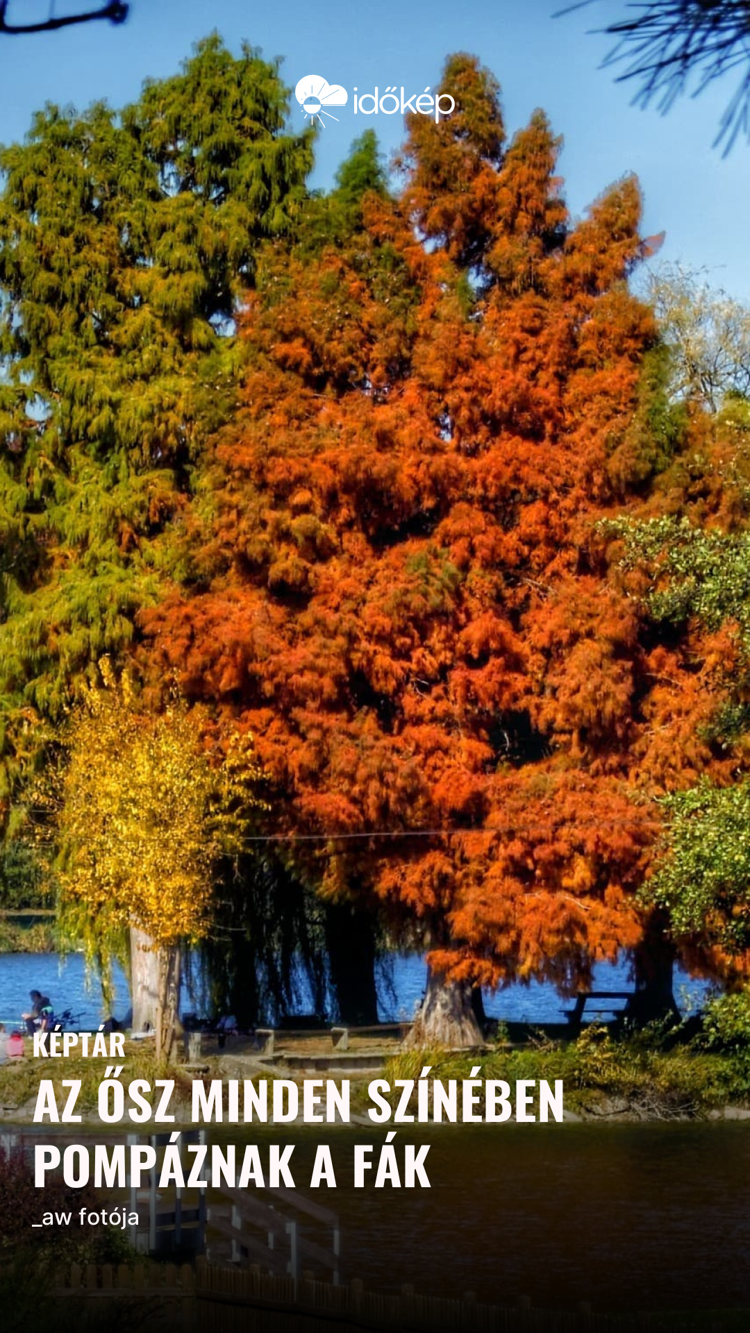 Az ősz minden színében pompáznak a fák