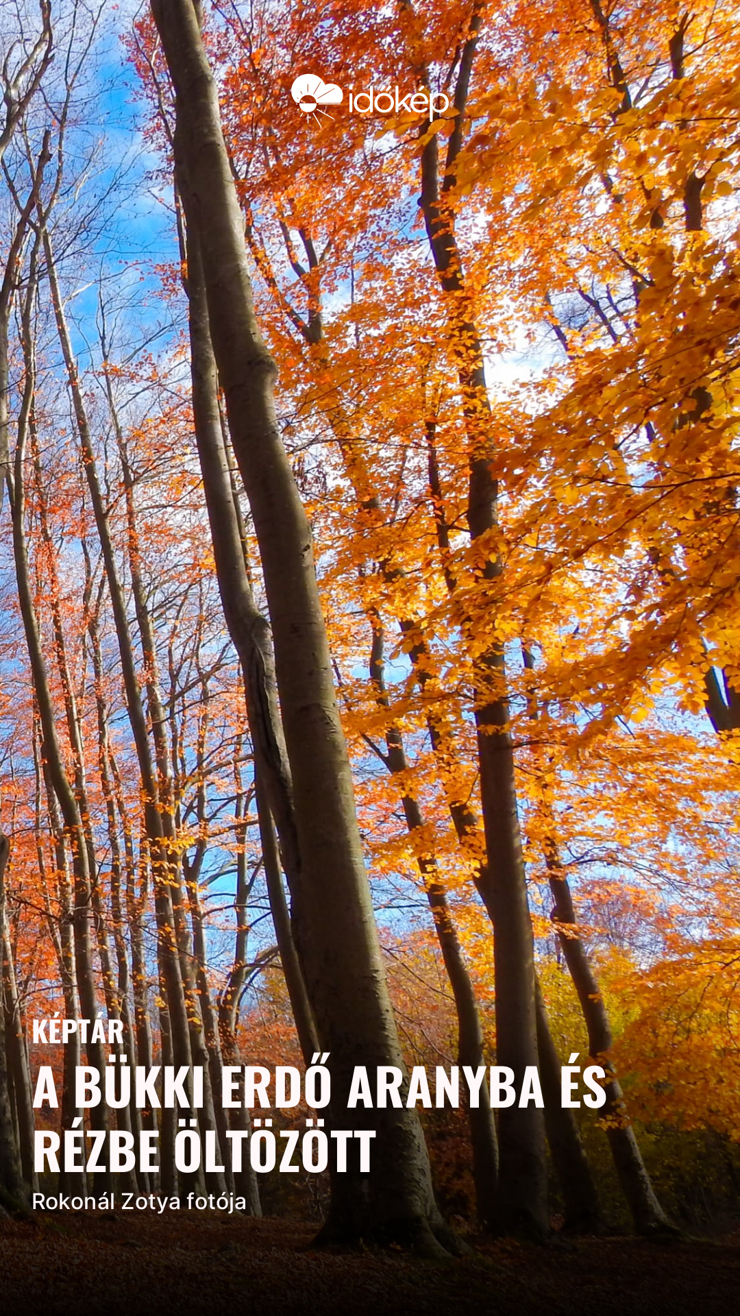 A bükki erdő aranyba és rézbe öltözött