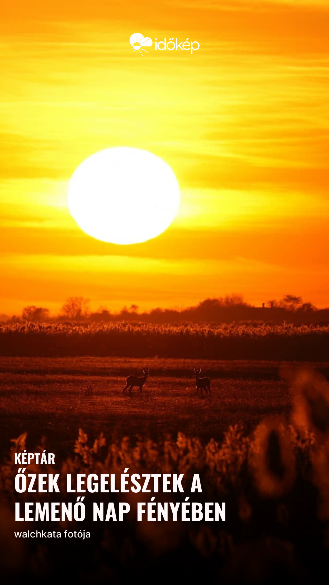 Őzek legelésztek a lemenő nap fényében