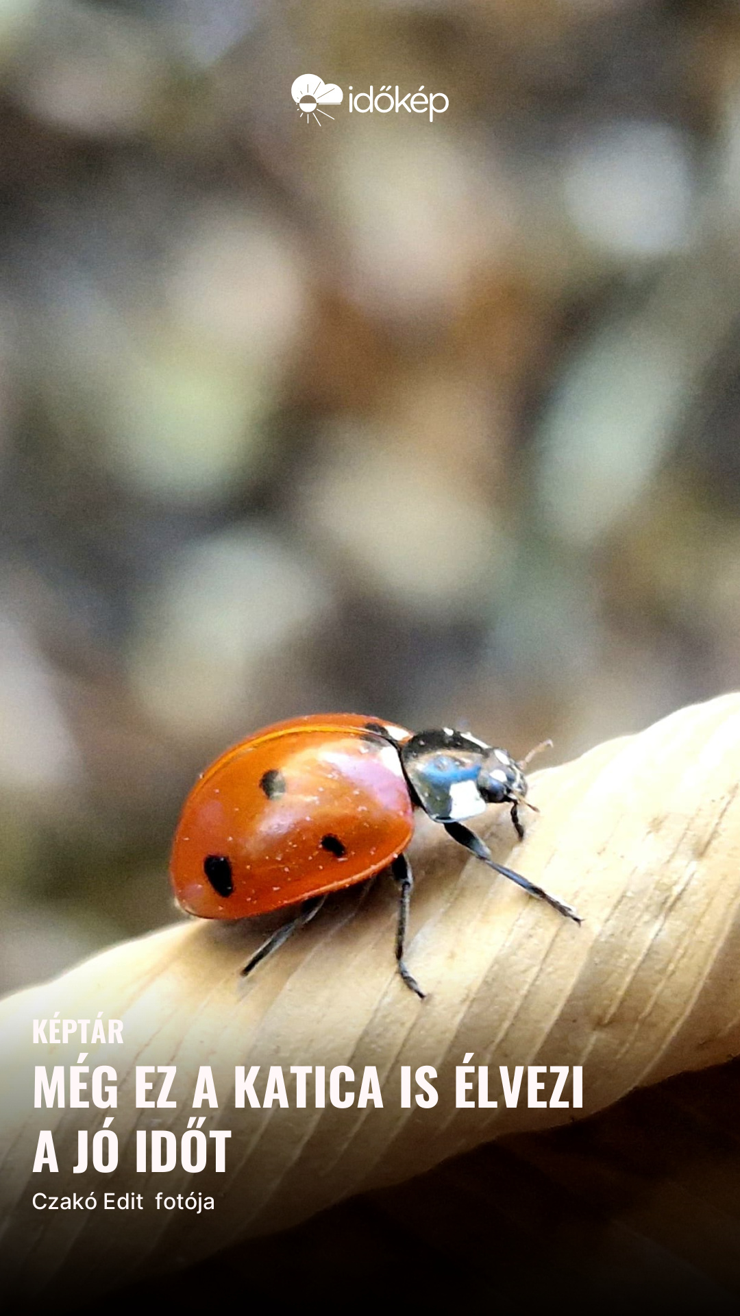 Még ez a katica is élvezi a jó időt