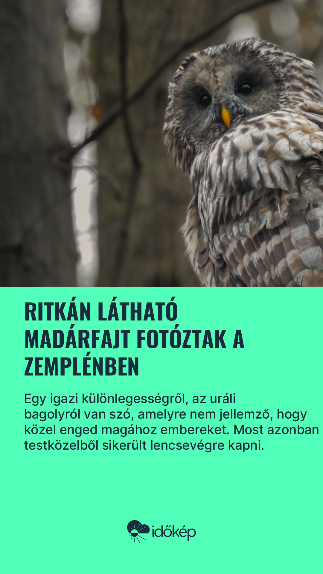 Ritkán látható madárfajt fotóztak a Zemplénben