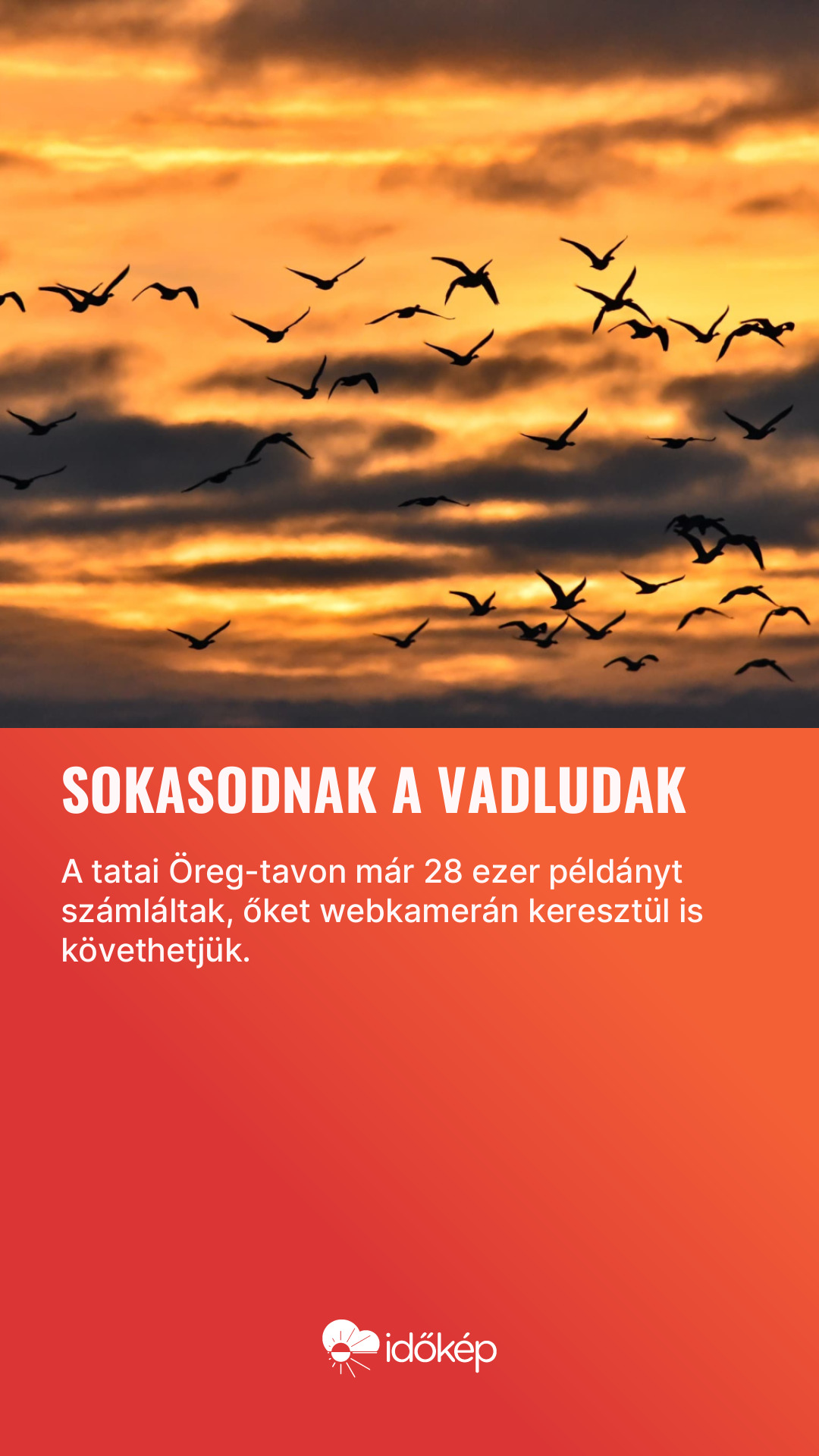 Sokasodnak a vadludak