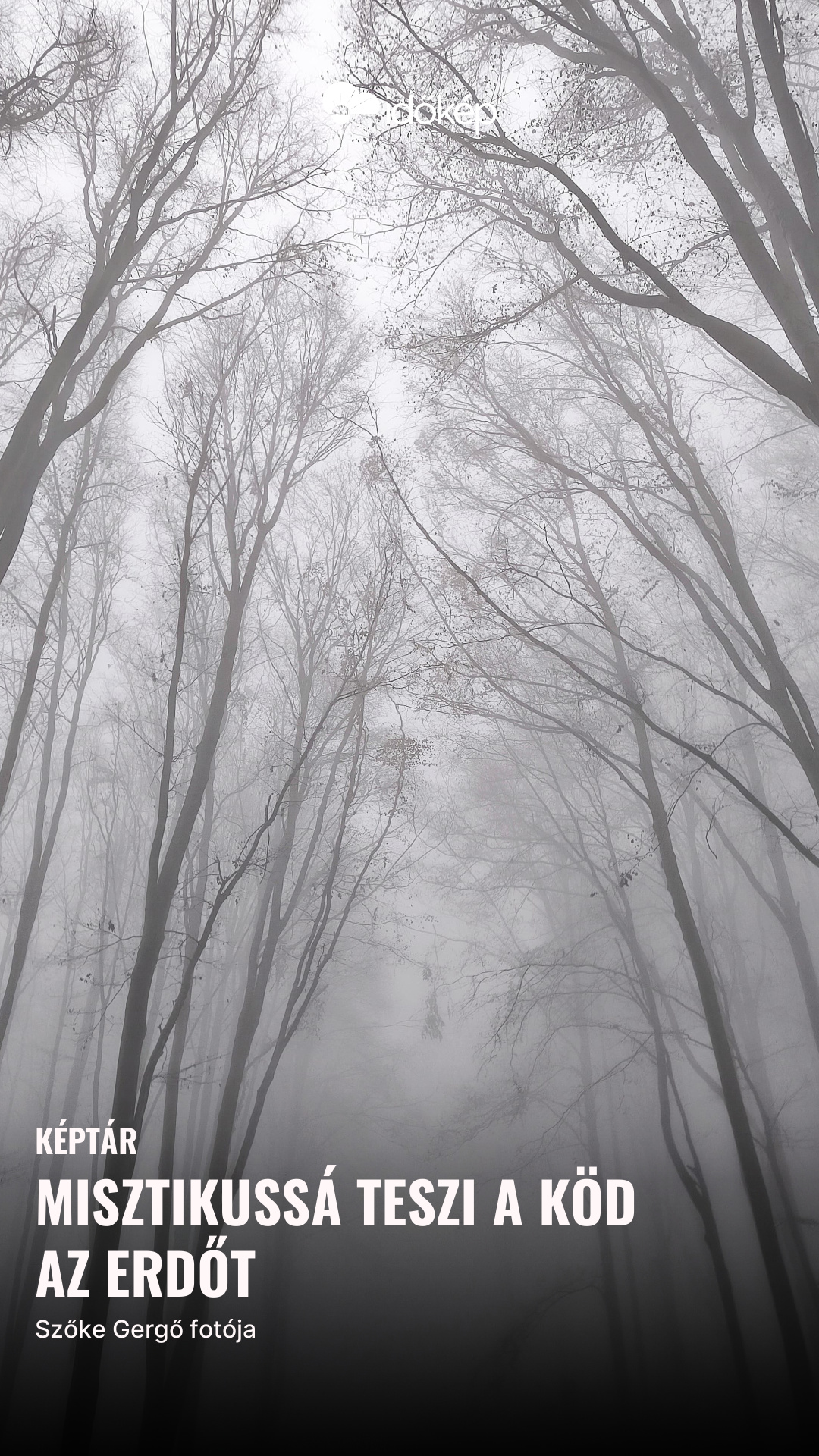 Misztikussá teszi a köd az erdőt