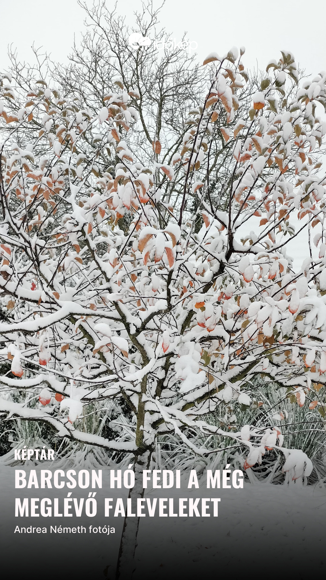 Barcson hó fedi a még meglévő faleveleket