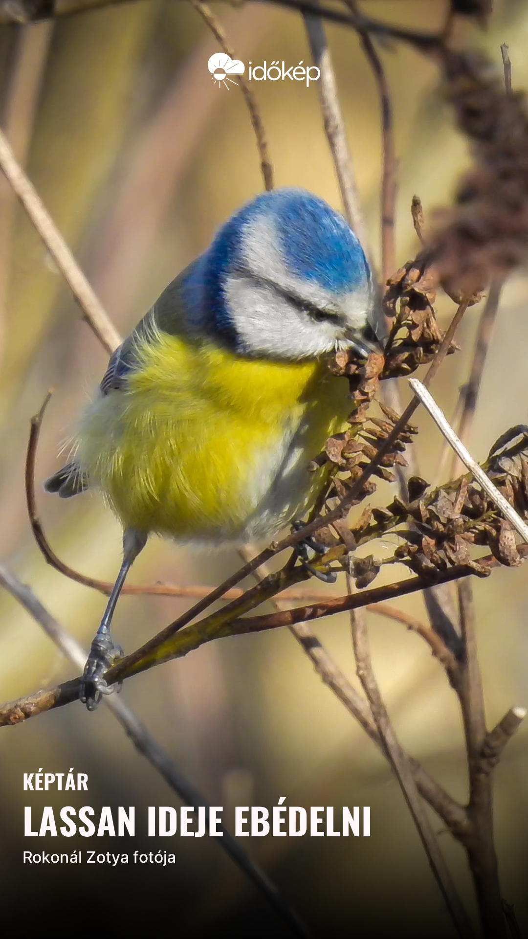 Lassan ideje ebédelni