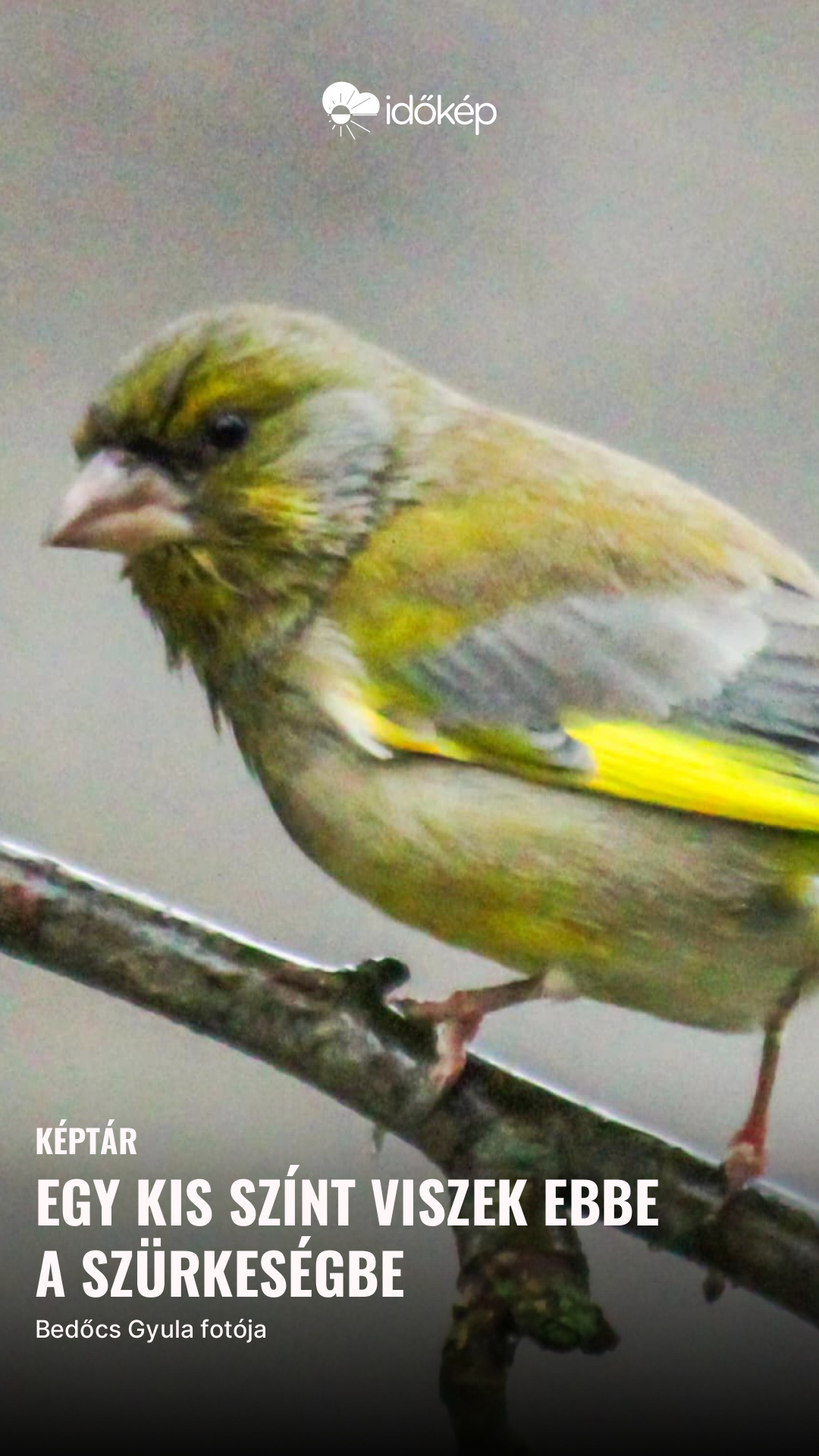 Egy kis színt viszek ebbe a szürkeségbe