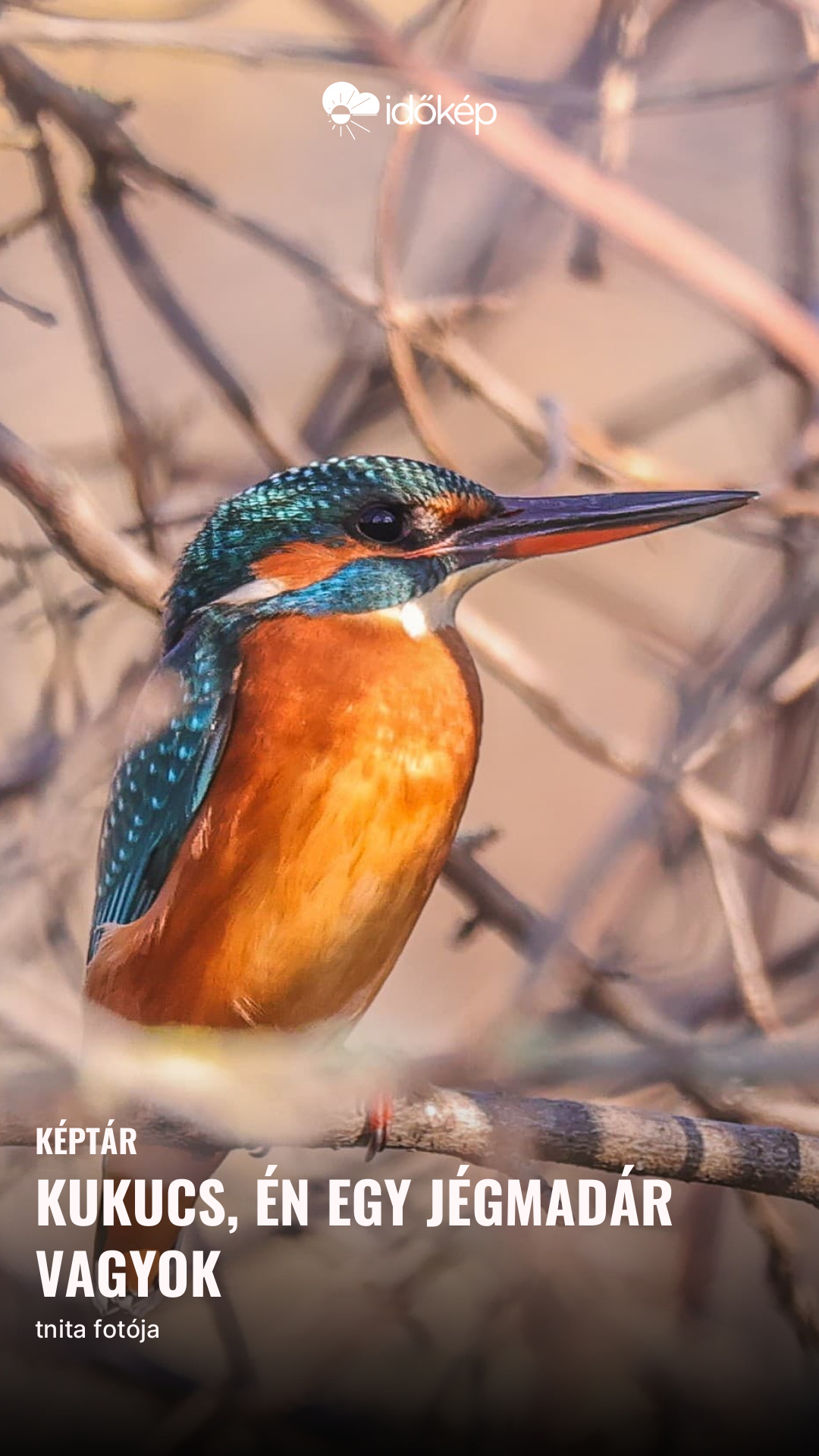 Kukucs, én egy jégmadár vagyok