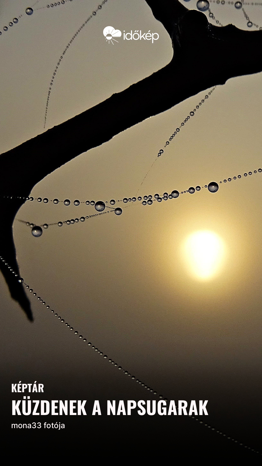 küzdenek a napsugarak