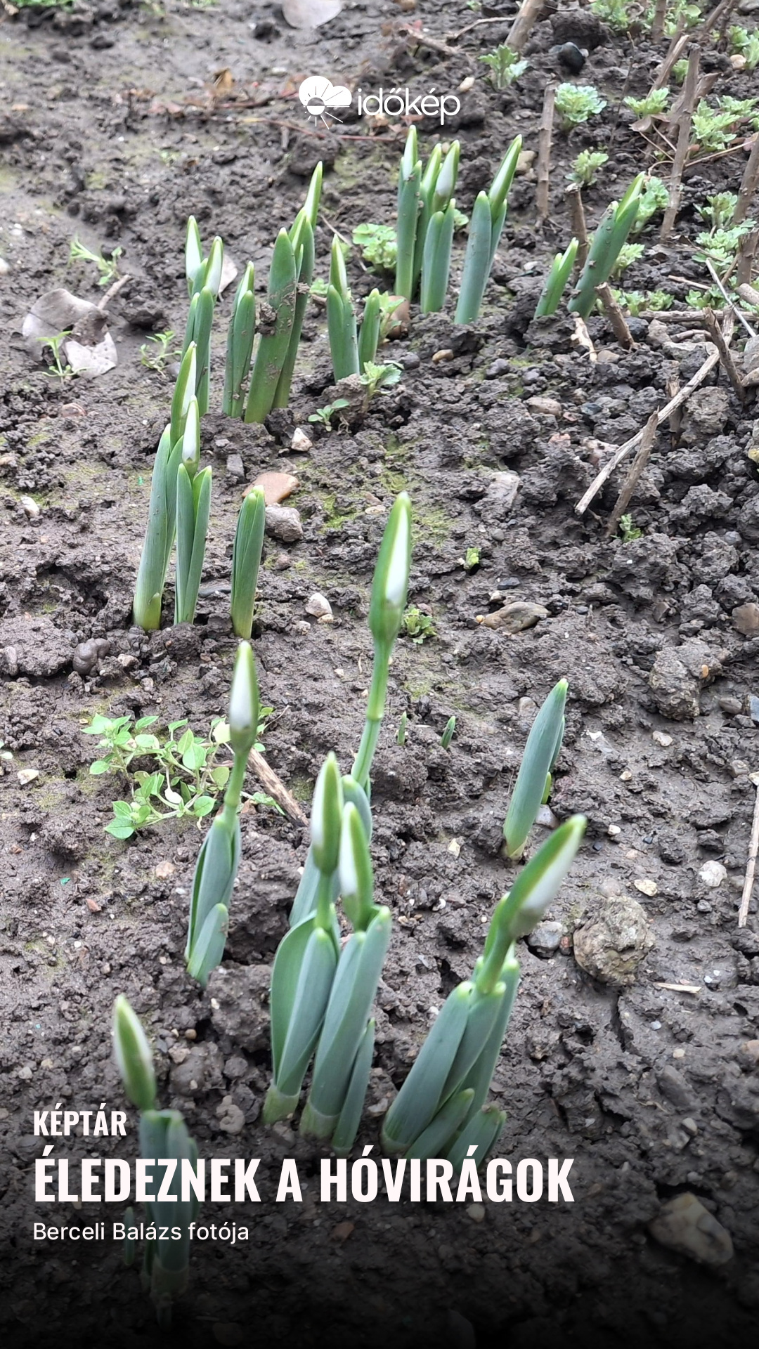 Éledeznek a hóvirágok