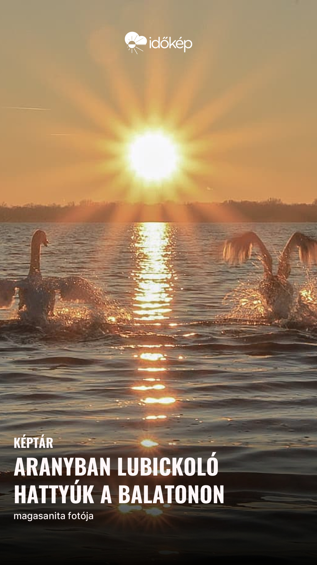 Aranyban lubickoló hattyúk a Balatonon