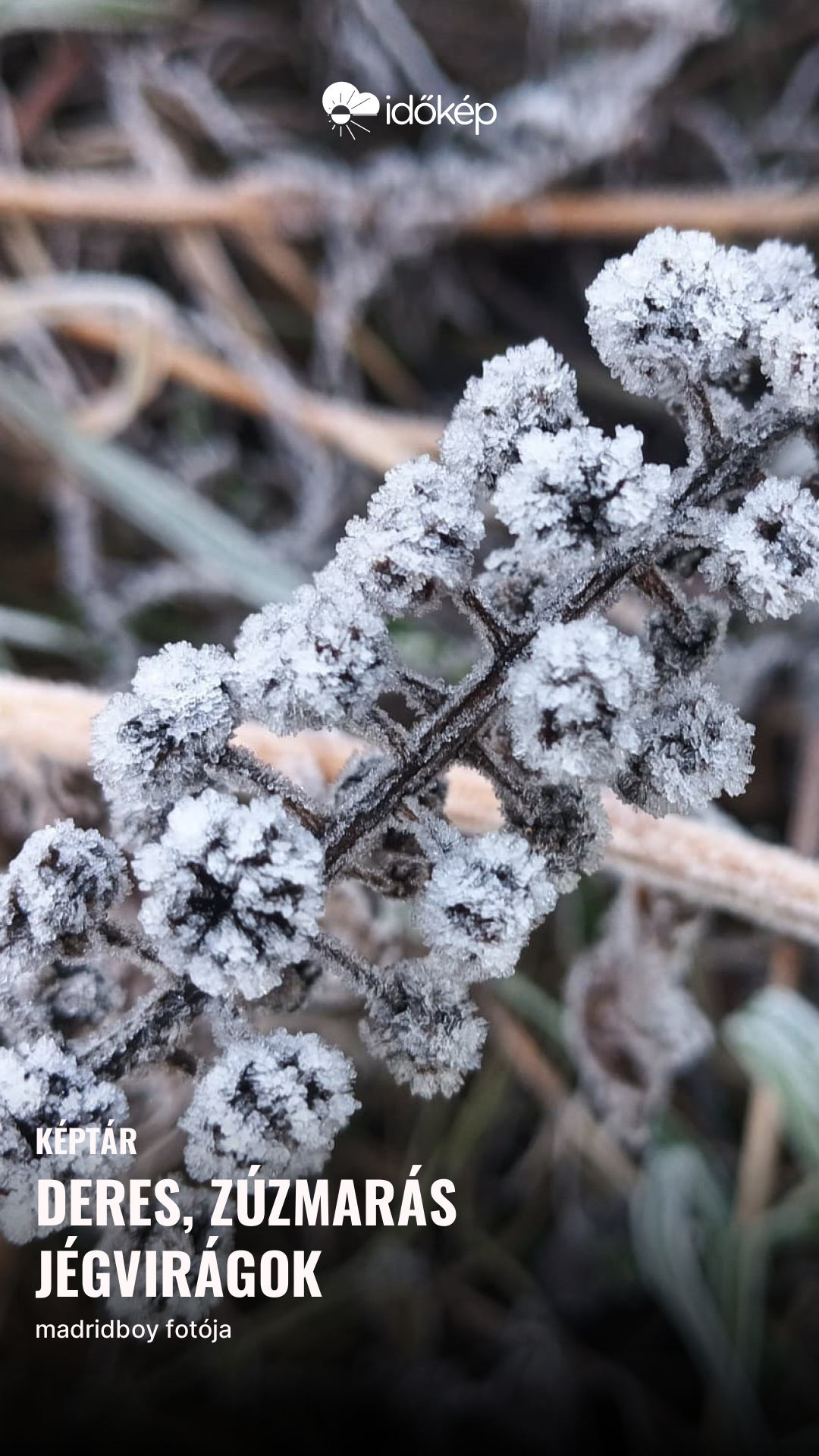 Deres, zúzmarás jégvirágok