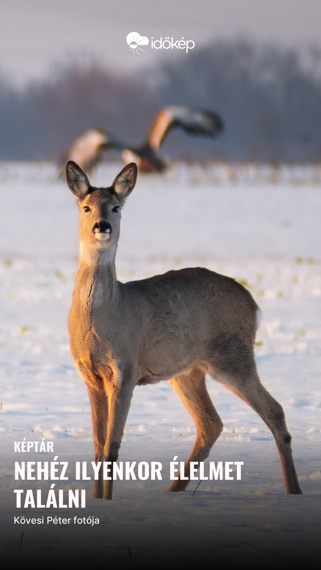 Nehéz ilyenkor élelmet találni