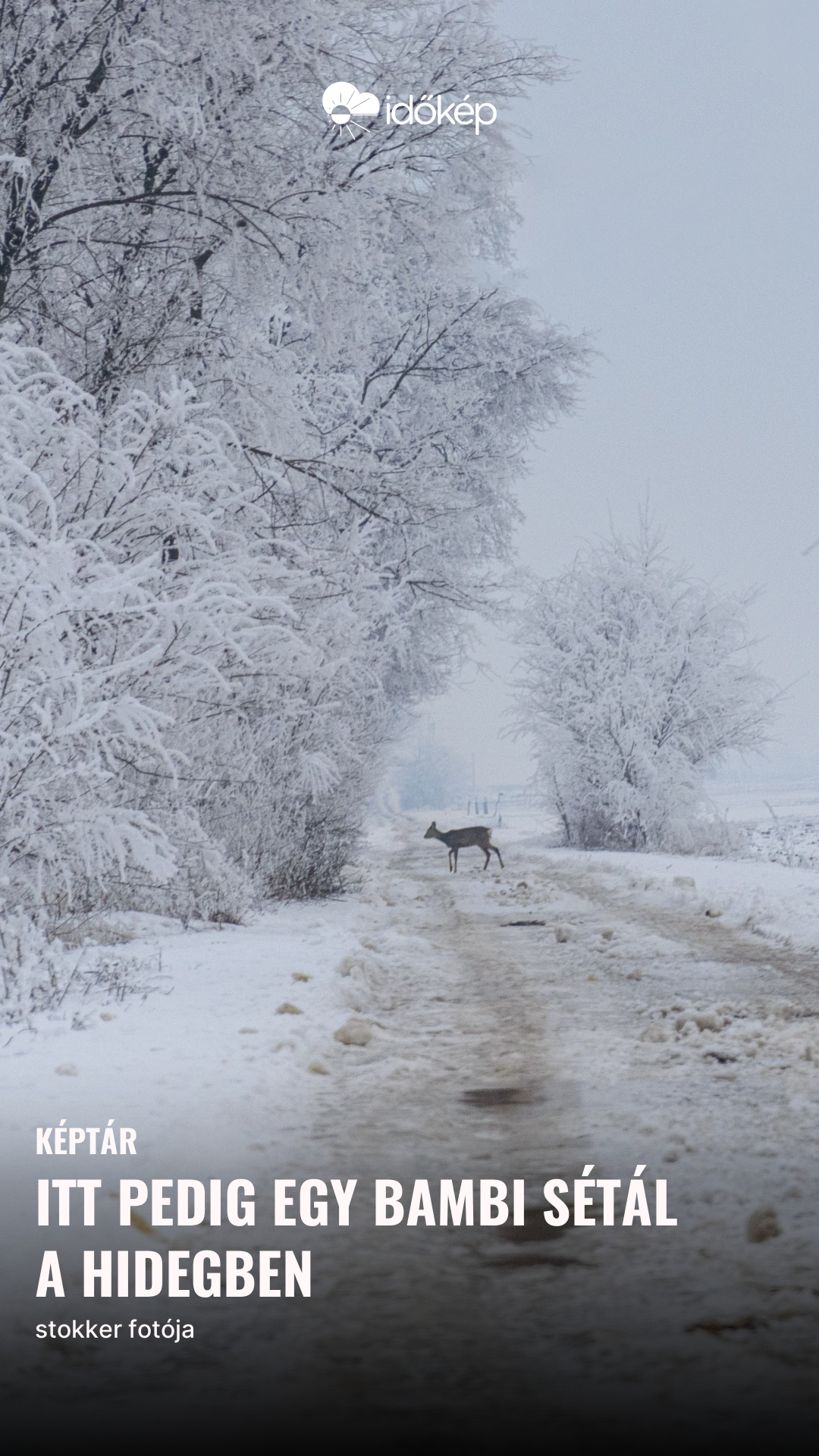 Itt pedig egy Bambi sétál a hidegben