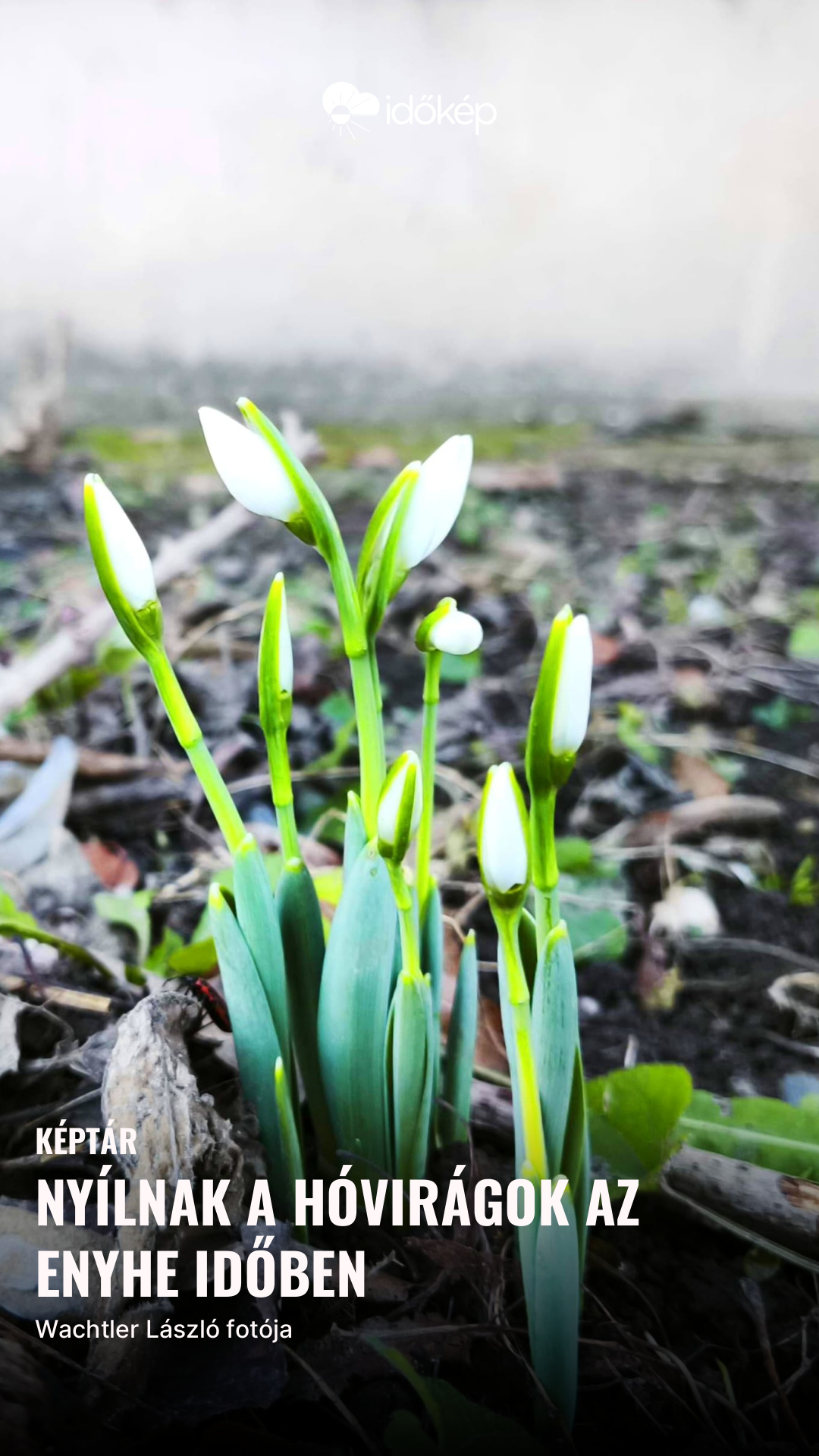 Nyílnak a hóvirágok az enyhe időben
