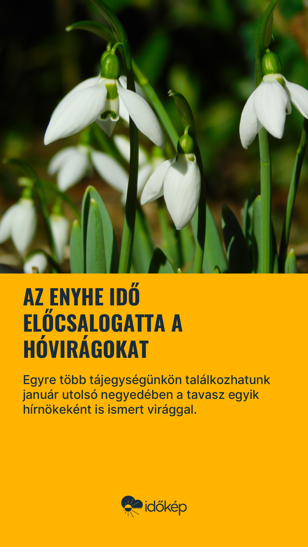 Az enyhe idő előcsalogatta a hóvirágokat