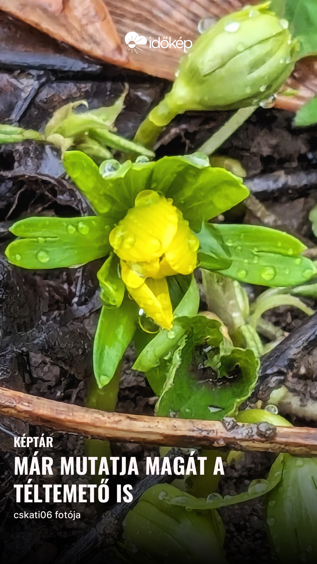 Már mutatja magát a téltemető is