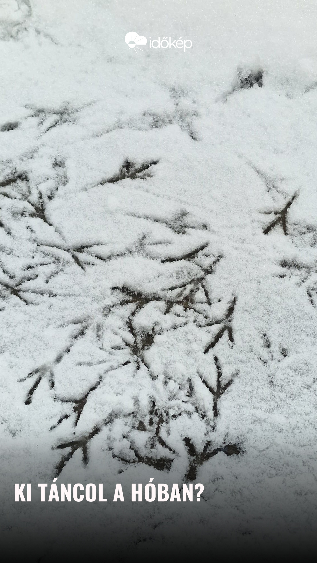Ki táncol a hóban?