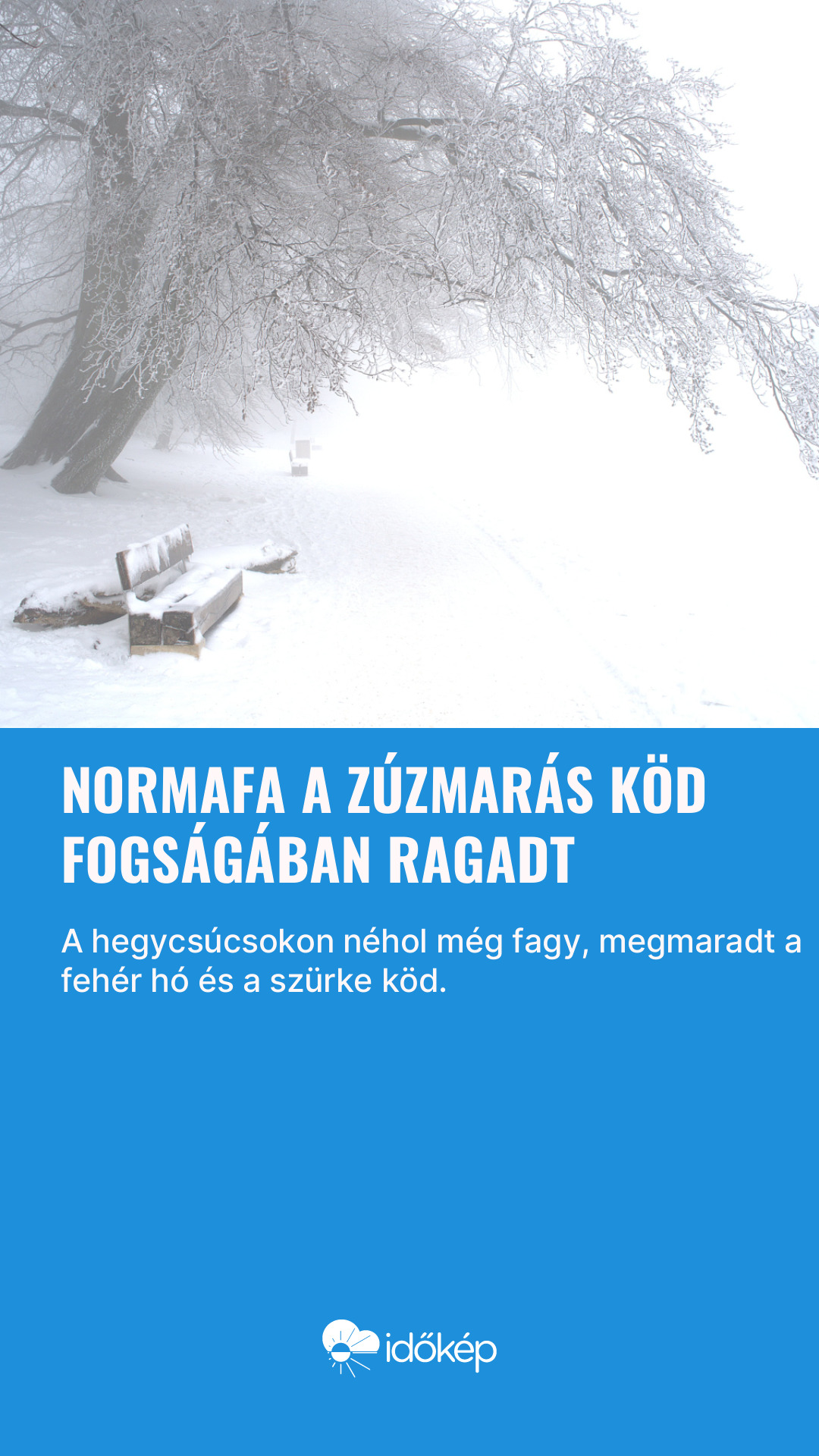 Normafa a zúzmarás köd fogságában ragadt