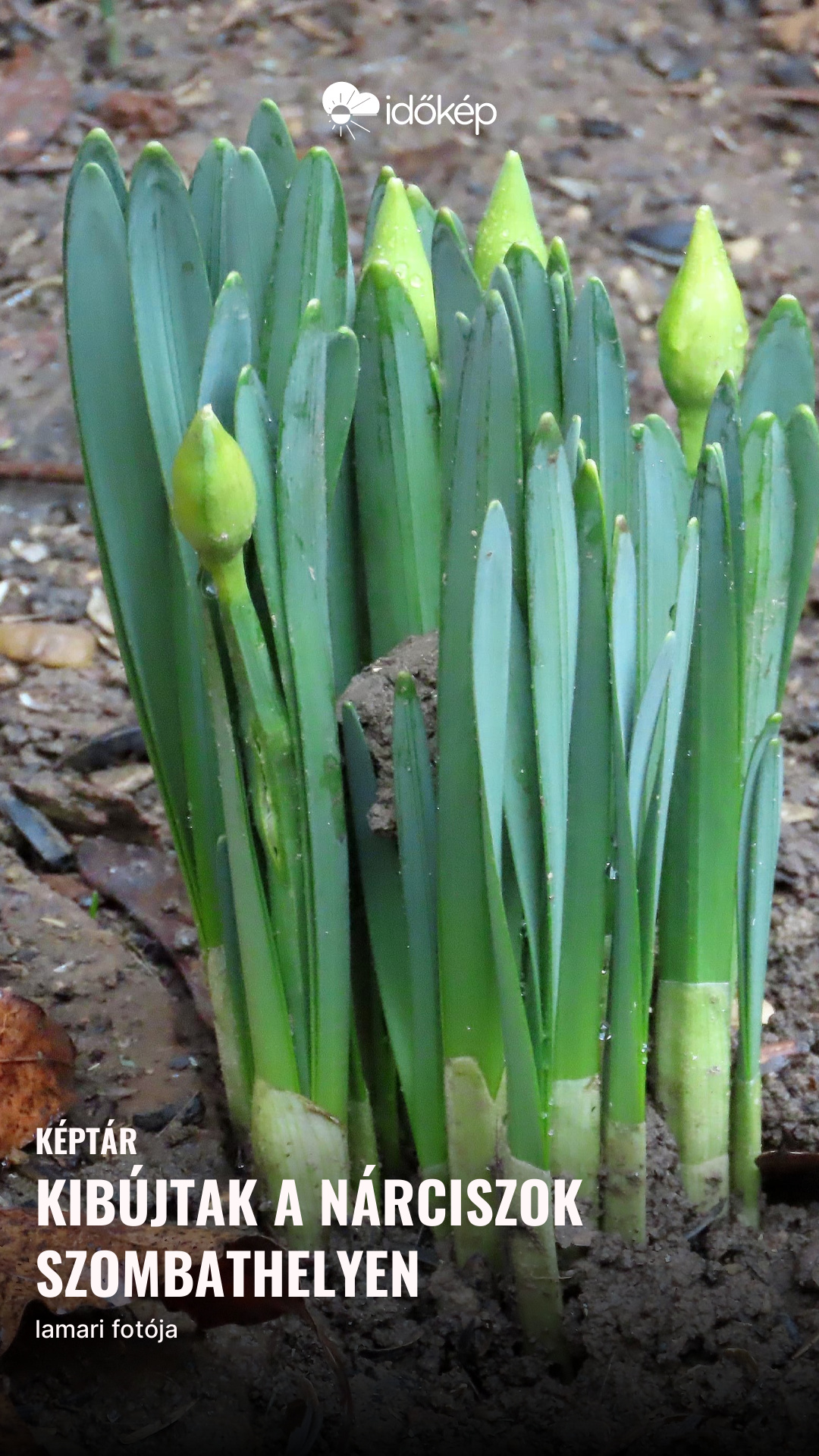 Kibújtak a nárciszok Szombathelyen