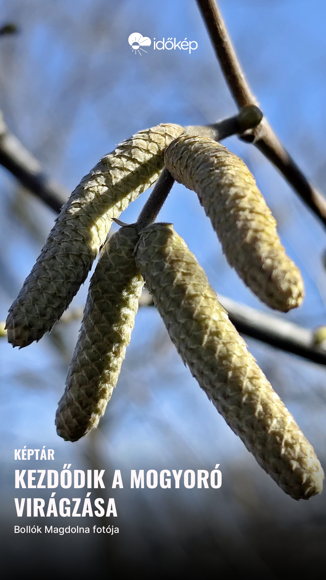 Kezdődik a mogyoró virágzása