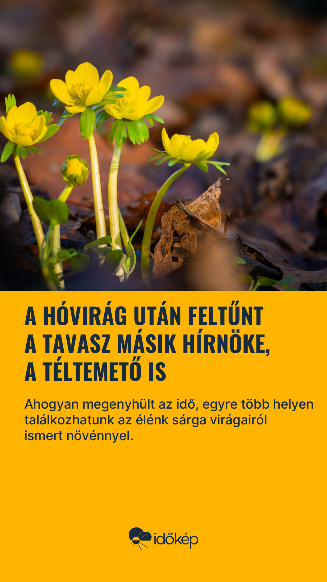 A hóvirág után feltűnt a tavasz másik hírnöke, a téltemető is