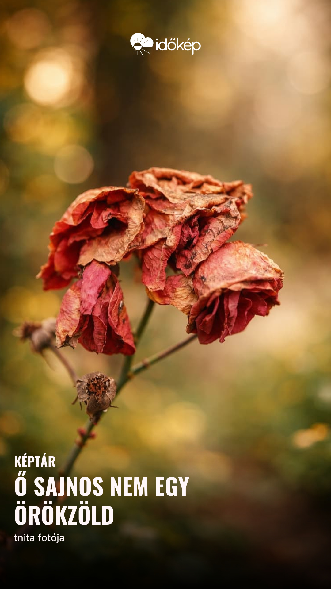 Ő sajnos nem egy örökzöld