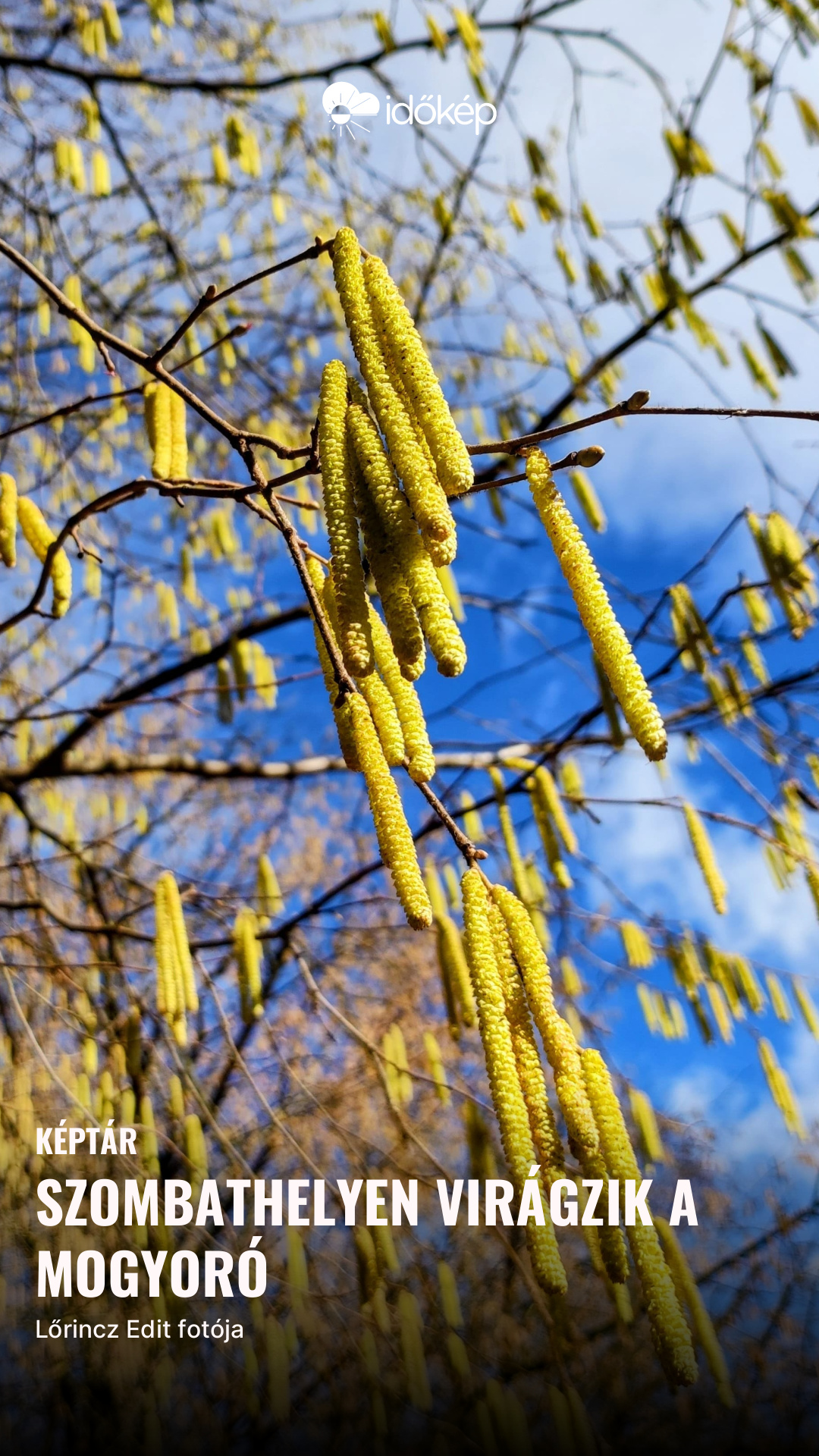 Szombathelyen virágzik a mogyoró