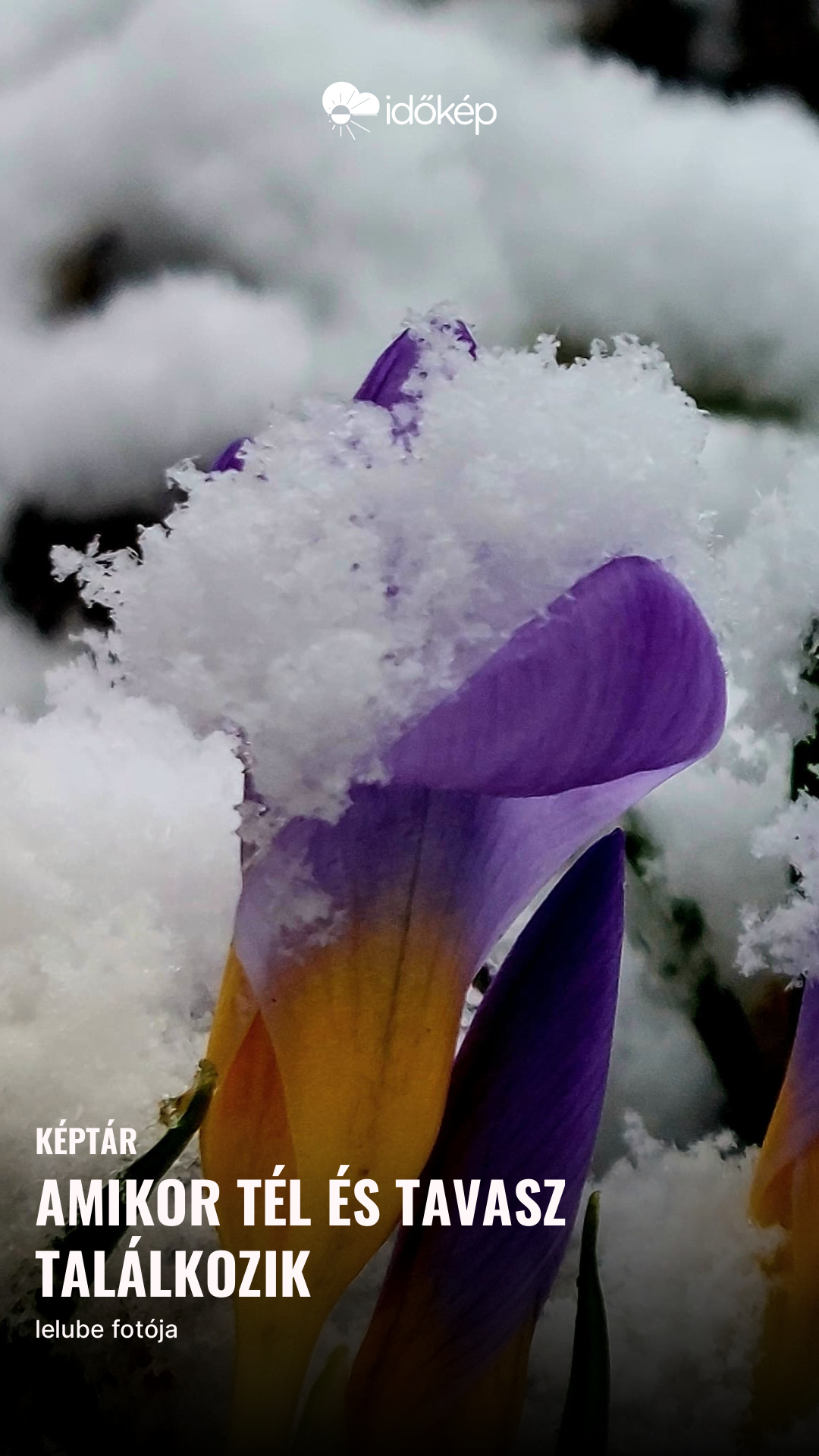 Amikor tél és tavasz találkozik