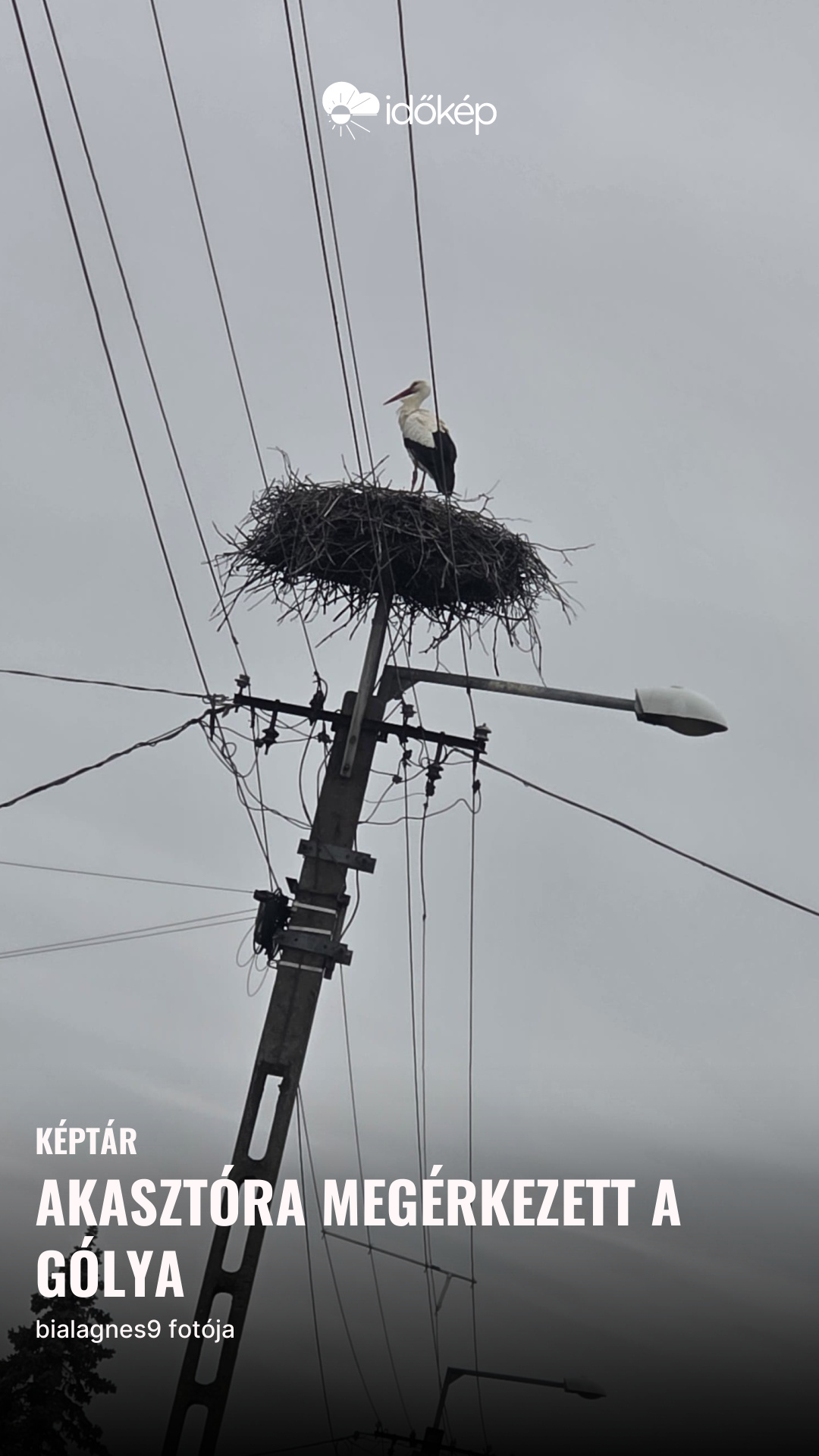 Akasztóra megérkezett a gólya