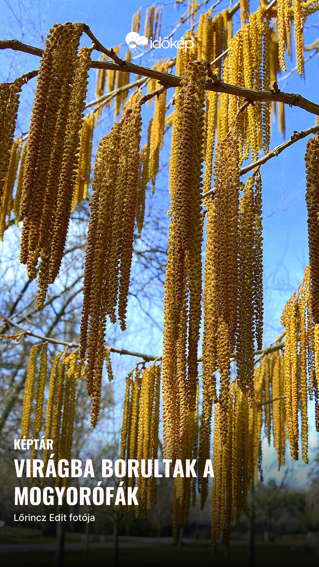 Virágba borultak a mogyorófák