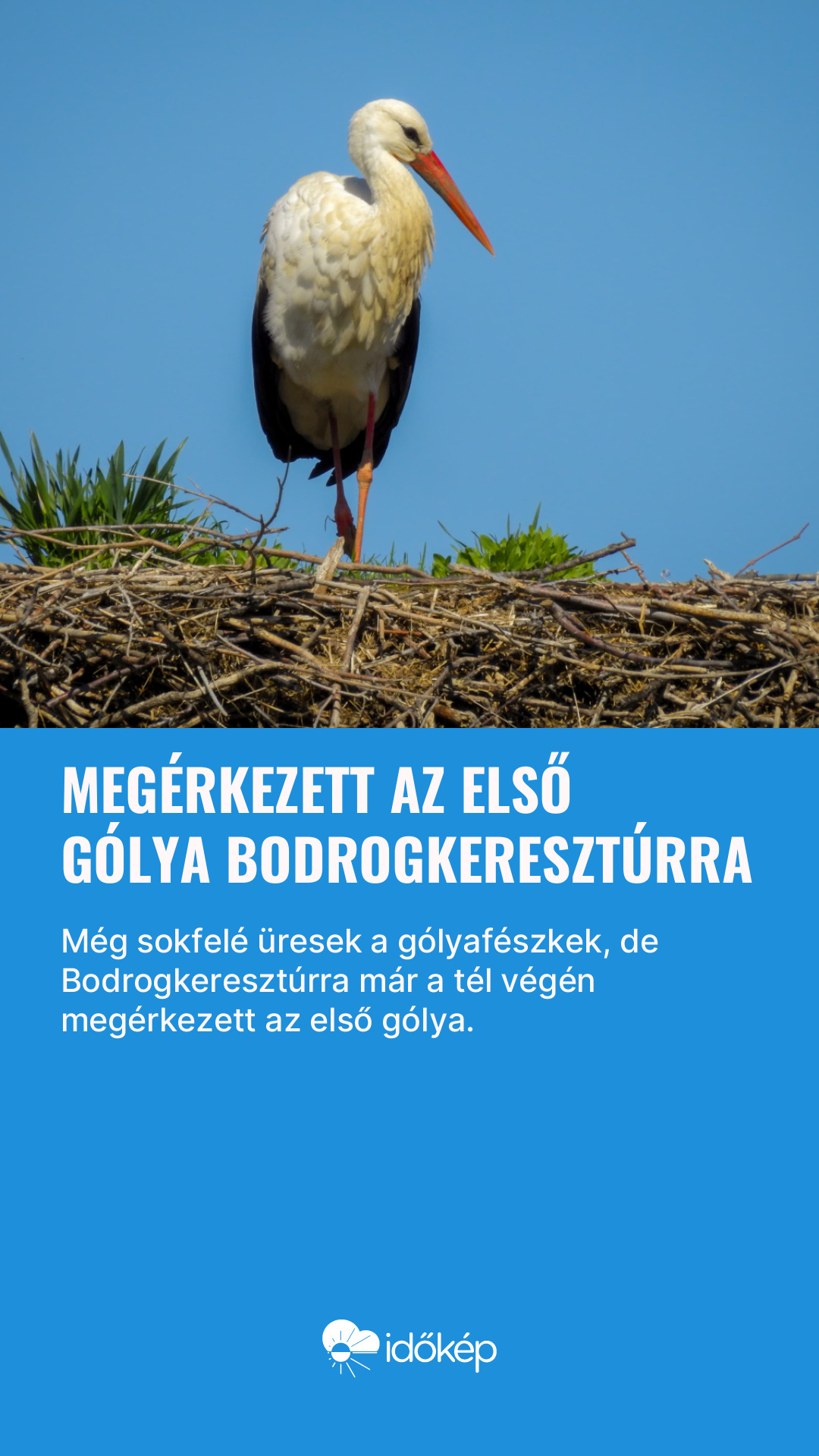 Megérkezett az első gólya Bodrogkeresztúrra