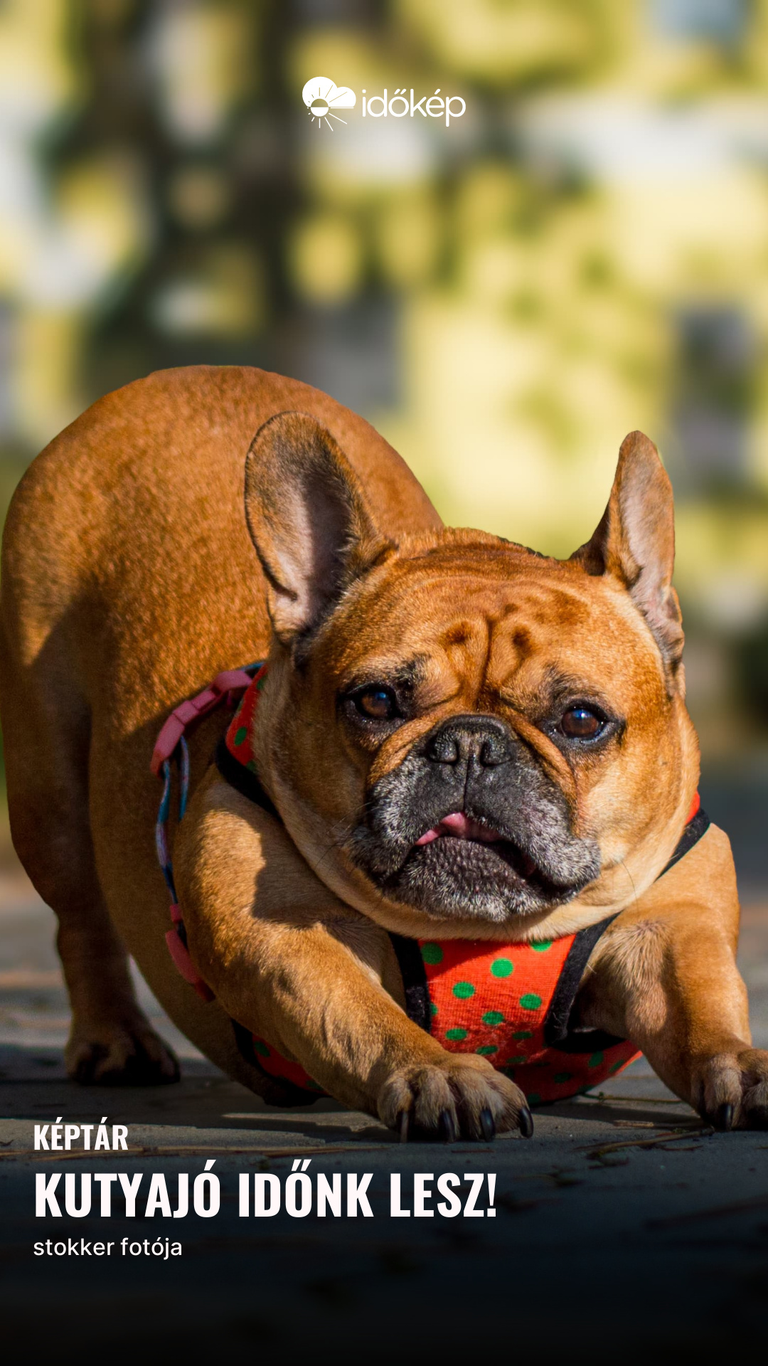 Kutyajó időnk lesz!