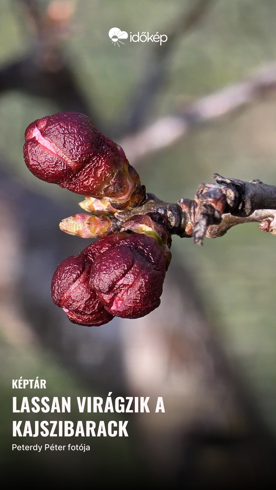lassan virágzik a kajszibarack