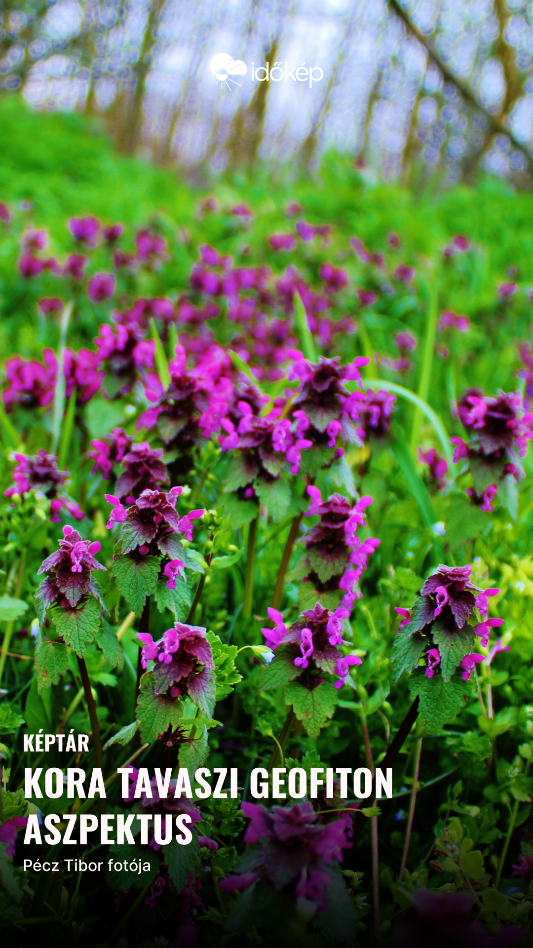 Kora tavaszi geofiton aszpektus