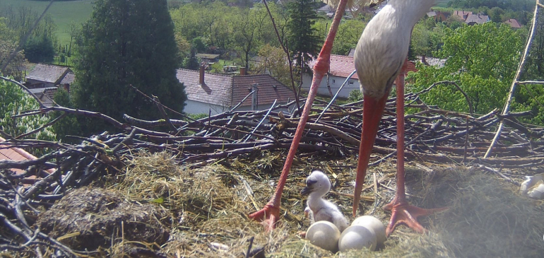 Kikelt az első gólyafióka