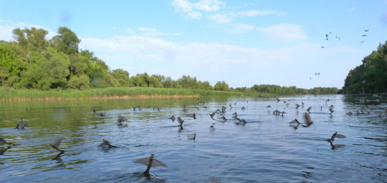 Zajlik a tiszavirágzás a Tisza felsőbb szakaszain