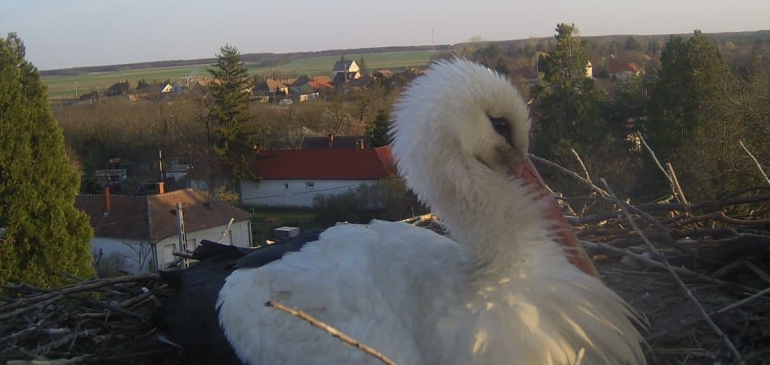Vadles kameránkon is megjelent az első gólya