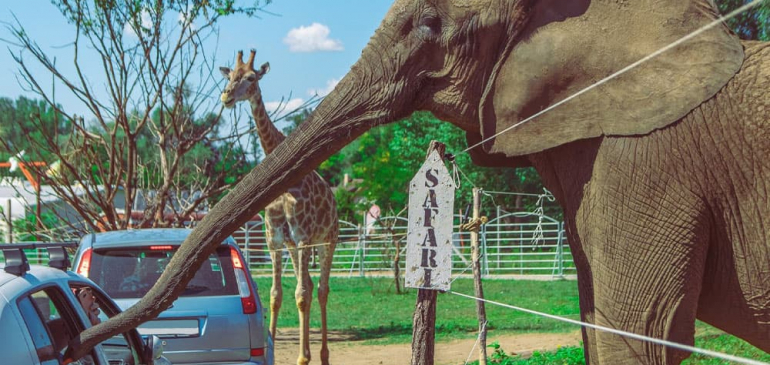 Csütörtökön nyitott a Safari Park
