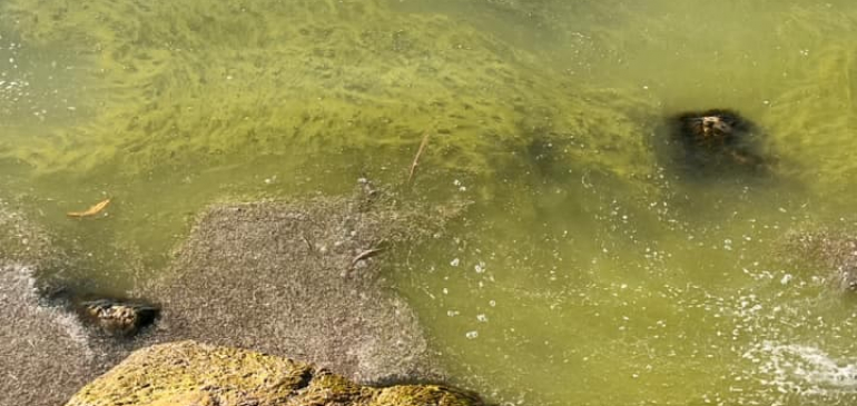 Beindult az algásodás a Balatonon
