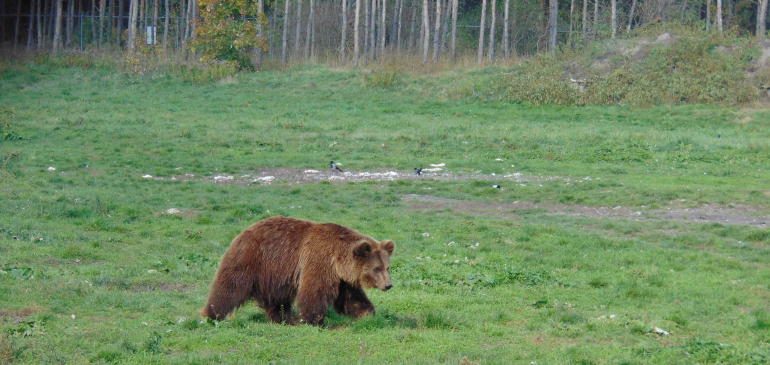 Medve kóborol a Sajó mellett