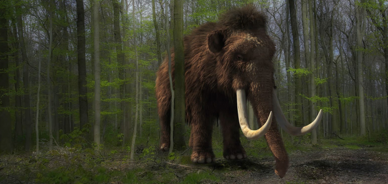 Mamut maradványokat találtak Baranya megyében