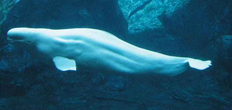 Közel merészkedett Párizshoz egy beluga