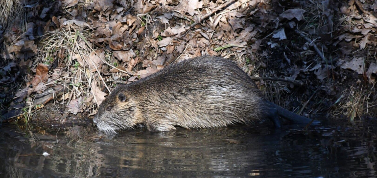 Elterjedt a nutria Zala megyében